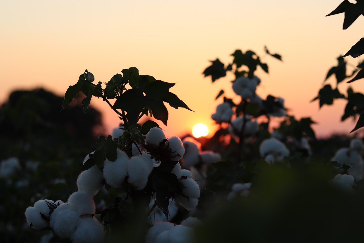 Sun setting over an organic cotton field